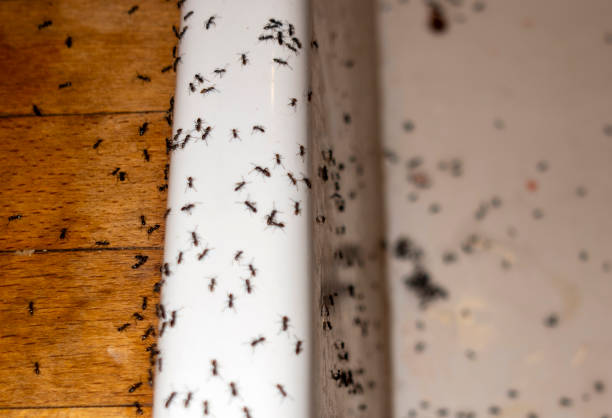 Best Affordable Pest Control Services  in Wendell, NC